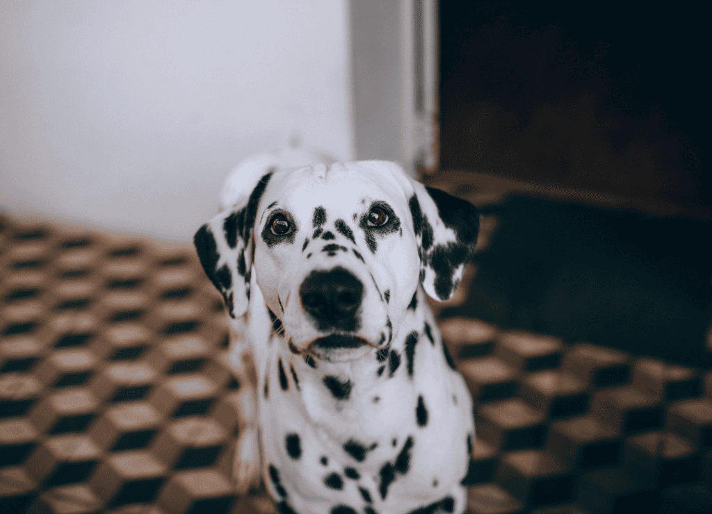 a healthy dalmatian looks up as his human wonder how long can dogs hold their pee