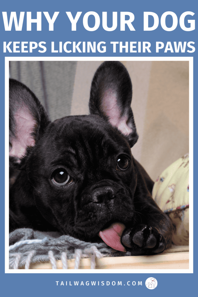 Is your dog licking paws nonstop? It could be allergies, boredom, anxiety, or something stuck between the toes. Learn the common causes of dog paw licking and simple ways to help your pup feel better. These easy dog care tips can stop the habit before it becomes a bigger problem. For more great dog care tips, visit tailwagwisdom.com