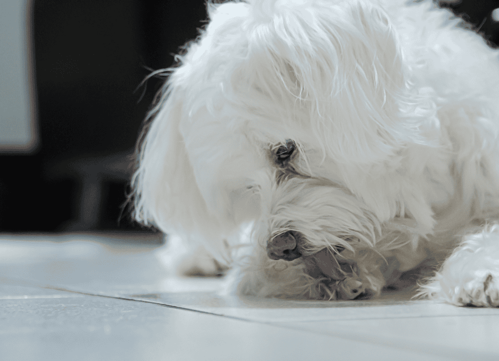 dog paw licking is a soothing act for this white dog
