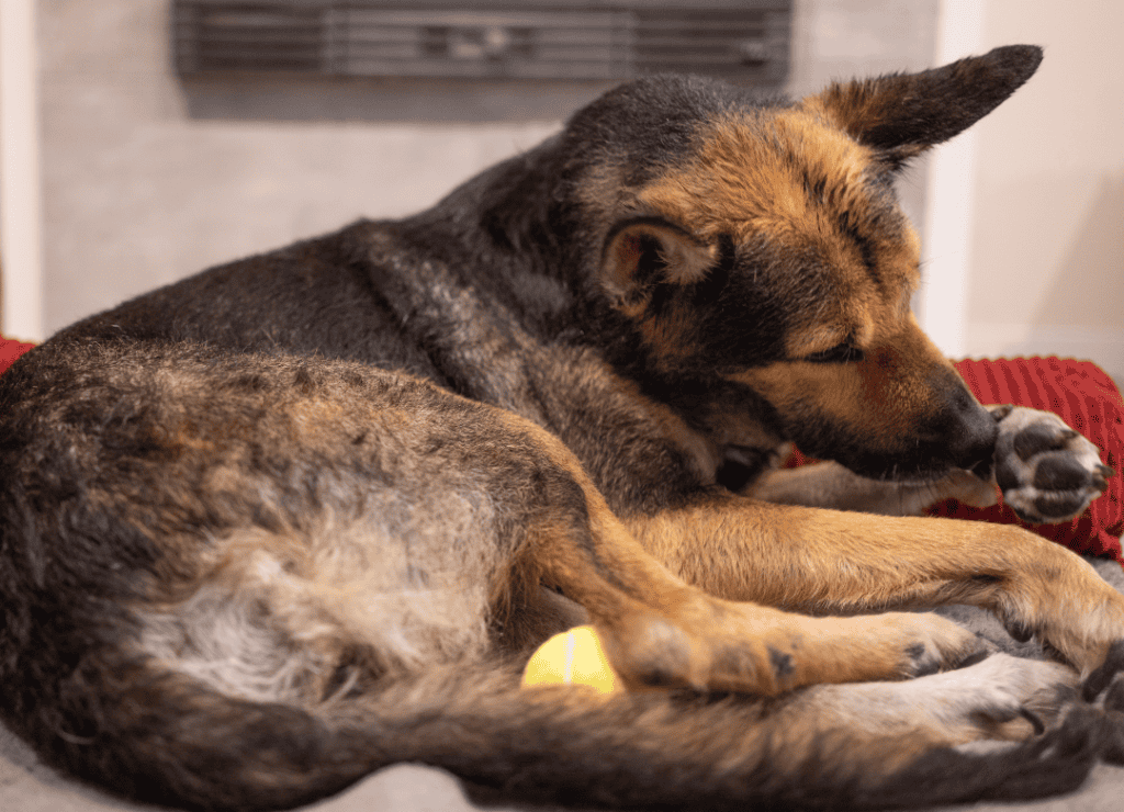 a German Shepherd mix licks his paw instead of playing with his ball