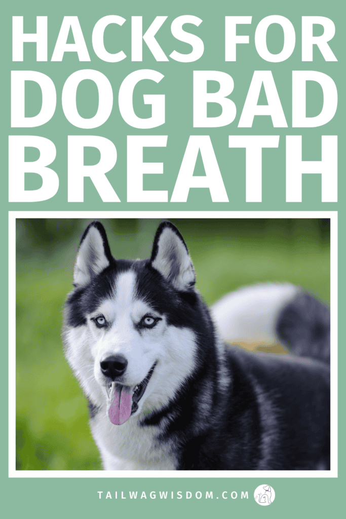 Fix dog bad breath fast with easy dog hacks, practical dog care tips, and natural dog remedies that support better dog health and keep your pup happy. For more great dog care tips, visit tailwagwisdom.com