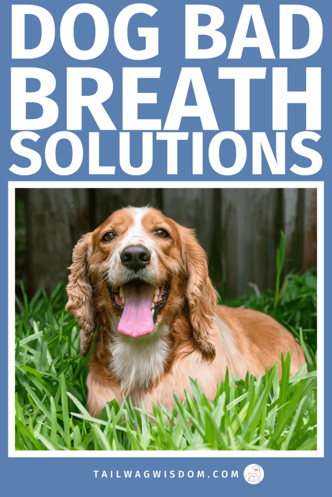 Struggling with dog bad breath? Learn simple dog care tips, easy home remedies for dogs, and smart dog health tips to freshen your pup’s breath and improve overall pet health. For more great dog care tips, visit tailwagwisdom.com