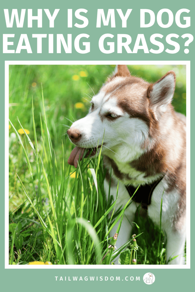 Curious about dog eating grass? Discover the real reasons behind this behavior, along with helpful dog behavior insights, dog care tips, and what it means for your dog’s dog life. For more great dog tips visit tailwagwisdom.com