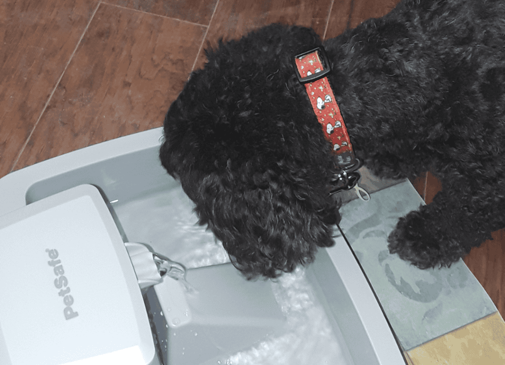 Henry drinks from his water fountain after I learned how often to wash dog bowls