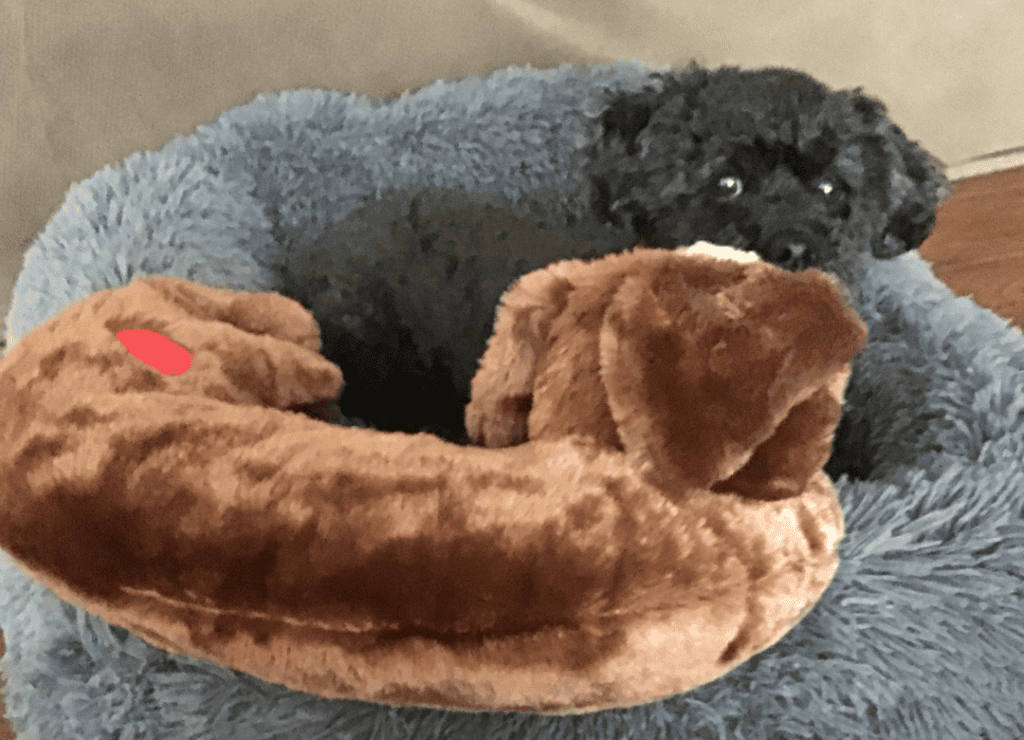 Henry gives a dog side eye while resting with his heartbeat toy