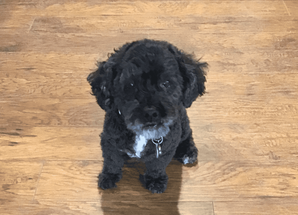 Henry is like other dogs know when you’re about to leave