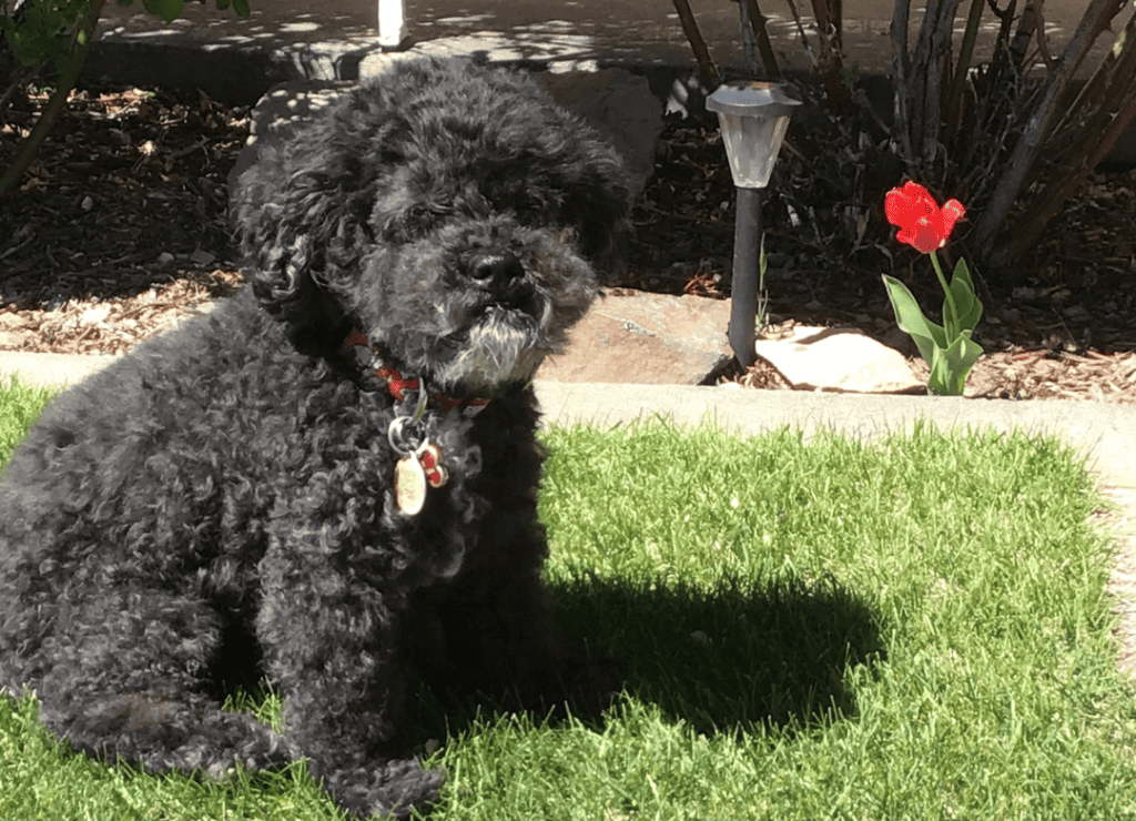 Henry sits on the grass after kicking it