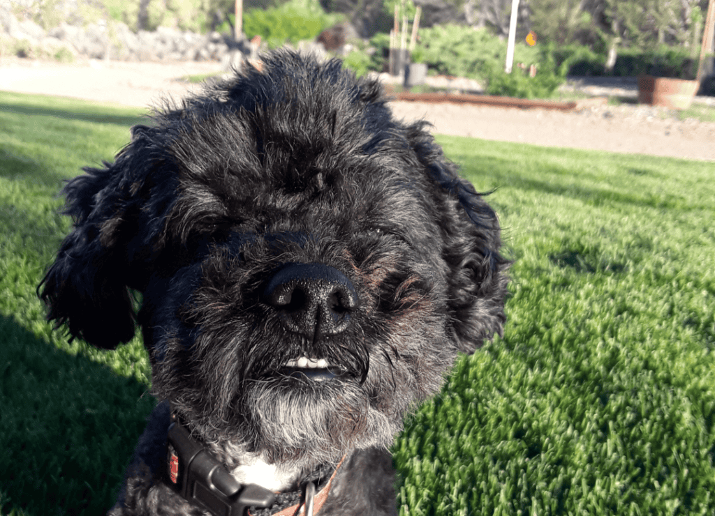 Henry sits on grass and smiles