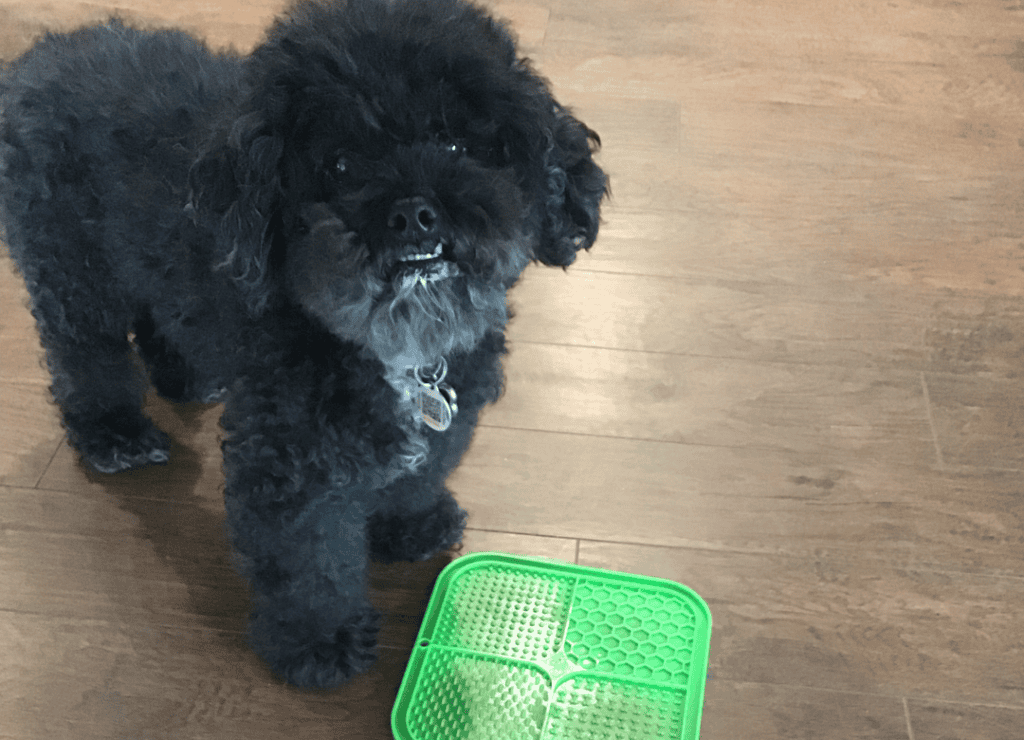 Henry uses his lick to prevent dog bad breath