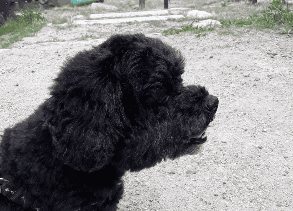 My dog, Henry sniffs, the air for a nearby buddy