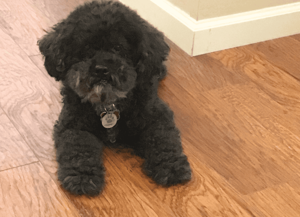 Henry whines for attention