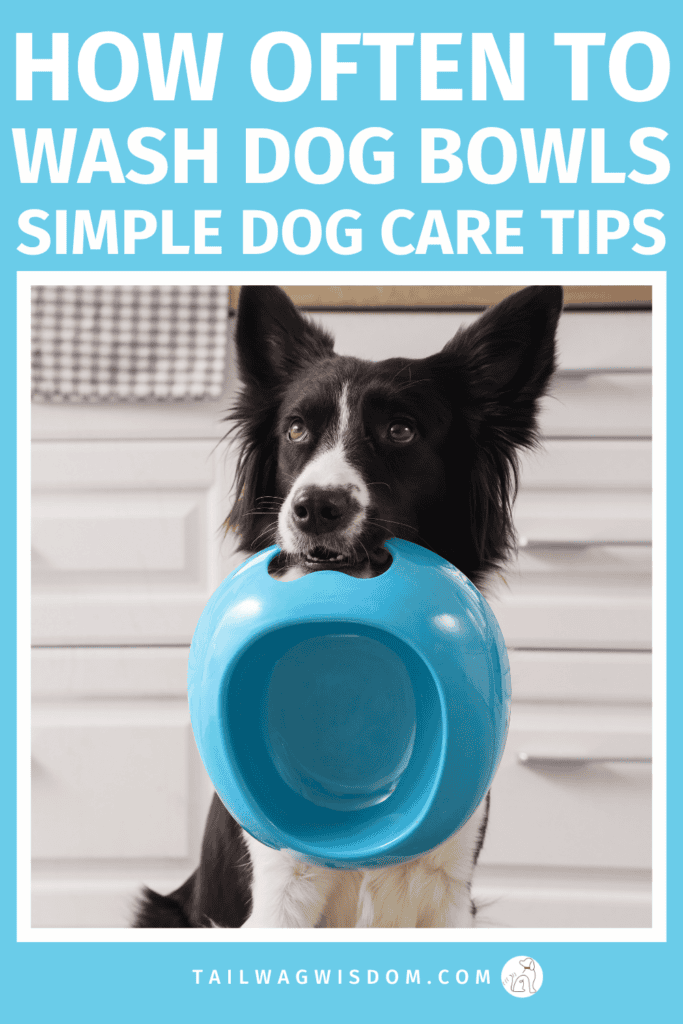 How often to wash dog bowls? Learn the best cleaning routine to prevent bacteria, keep your pup healthy, and save on vet bills. Easy dog care tips every pet owner should know! To get more great dog care tips go to tailwagwisdom.com