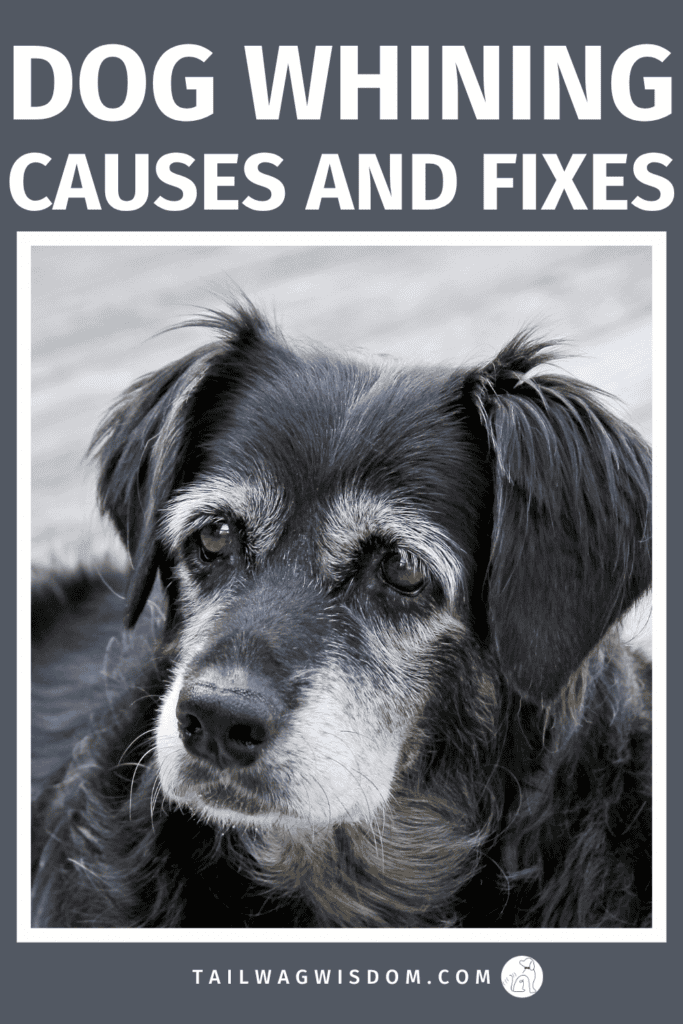 Wondering why your dog won’t stop whining? Learn the real reasons behind dog whining, plus simple dog care tips, dog behavior insights, and easy ways to improve your dog’s dog life. For more dog care tips, visit tailwagwisdom.com
