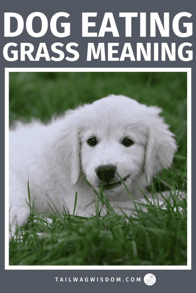 Why is my dog eating grass, and should you worry? Learn what it means, plus dog health tips, simple dog care tips, and when this habit could affect your pup’s pet health. For more great dog care tips visit tailwagwisdom.com