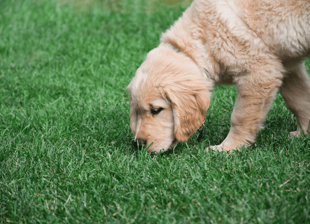 a yellow lab mix puppy eats grass