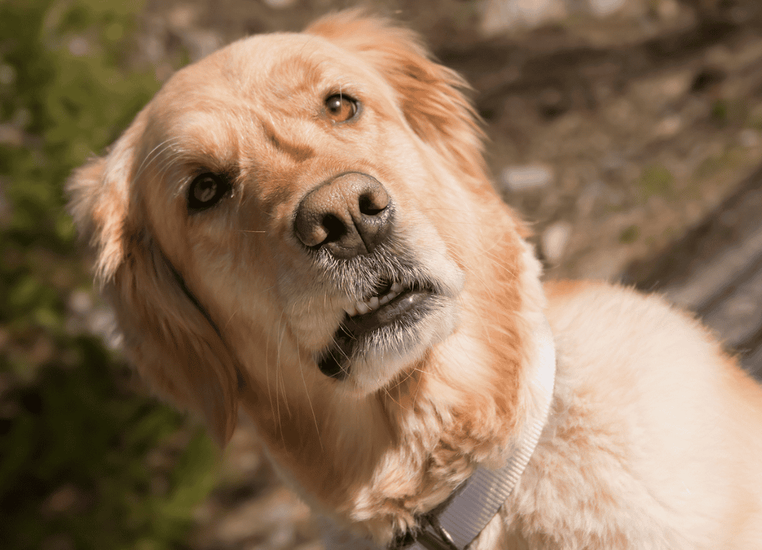 a yellow senior dog whining looks up