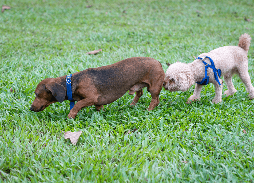 Dogs sniff each other’s butts in the park