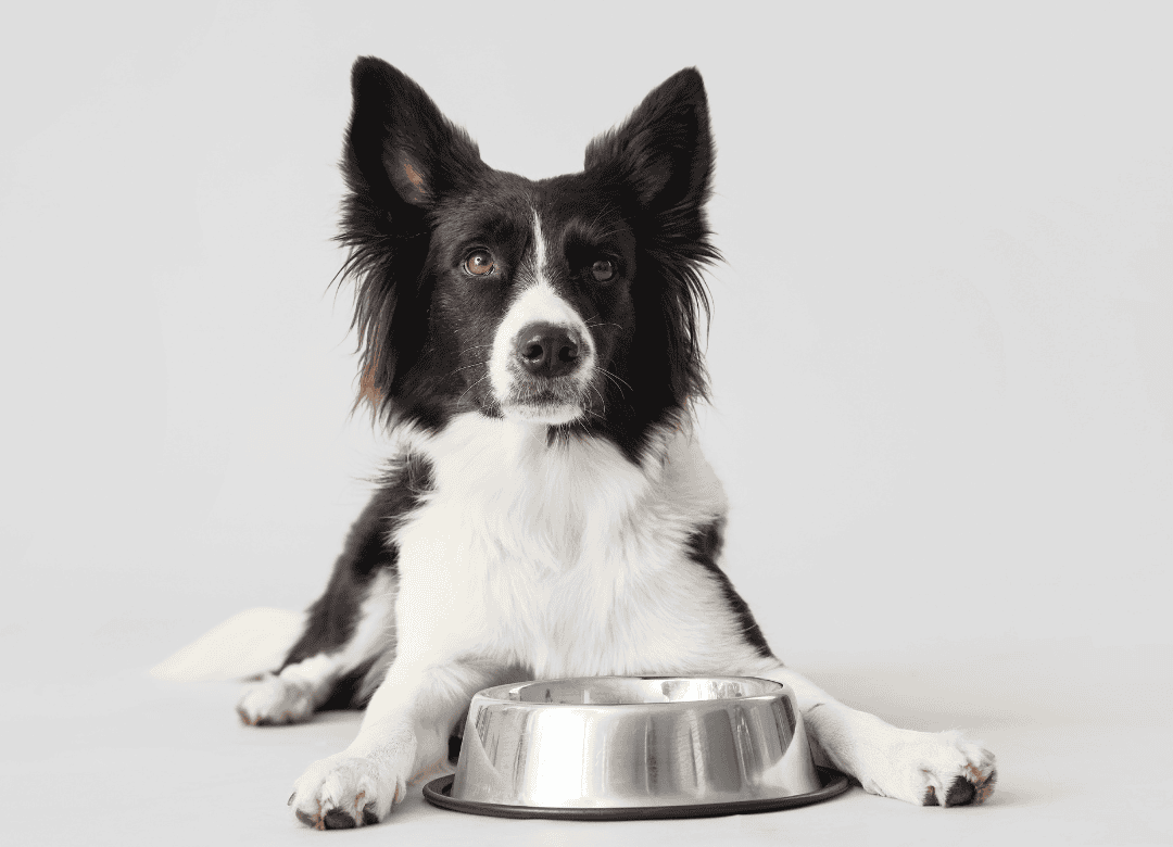 a black and white border collie lies next to his dog bowl