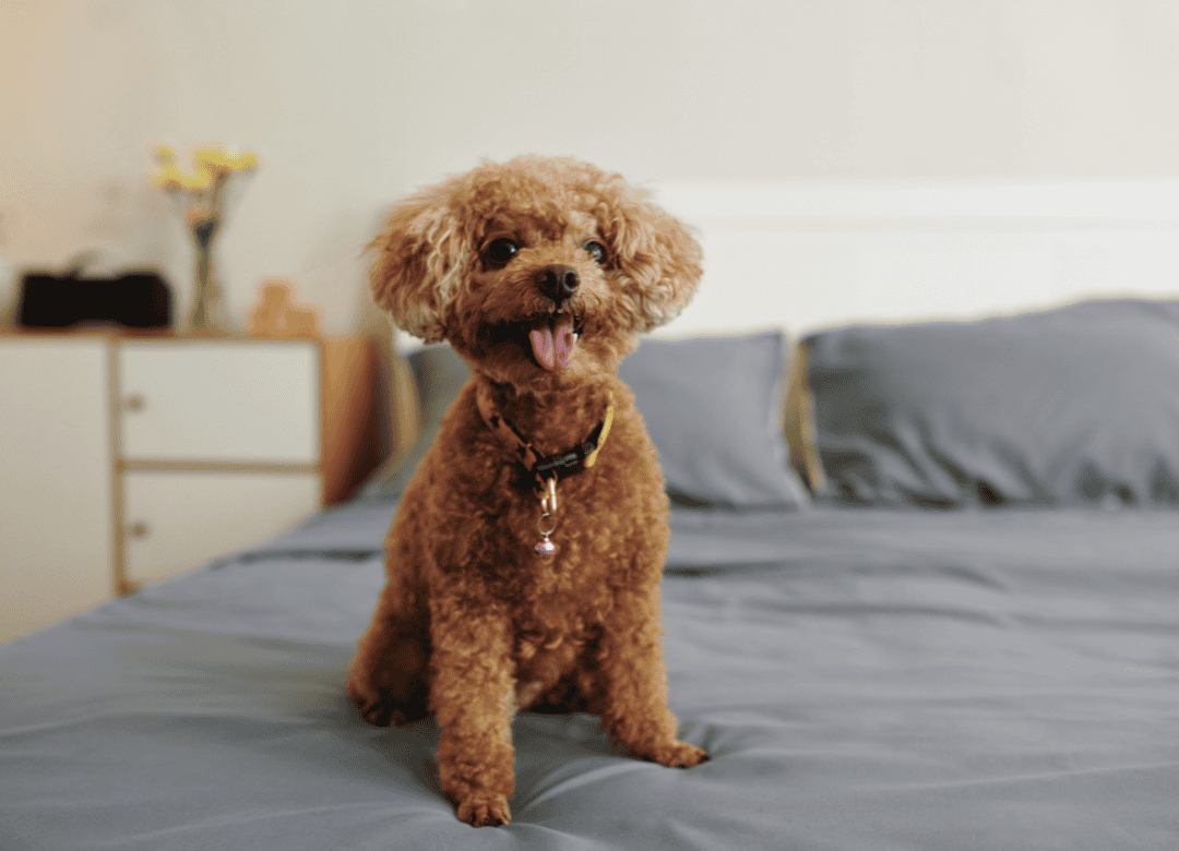 a poodle mix is part of how dogs know when you’re bbout to leave