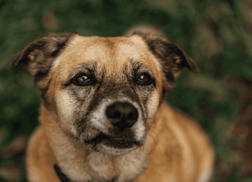 a yellow senior dog looks off in the distance and whines