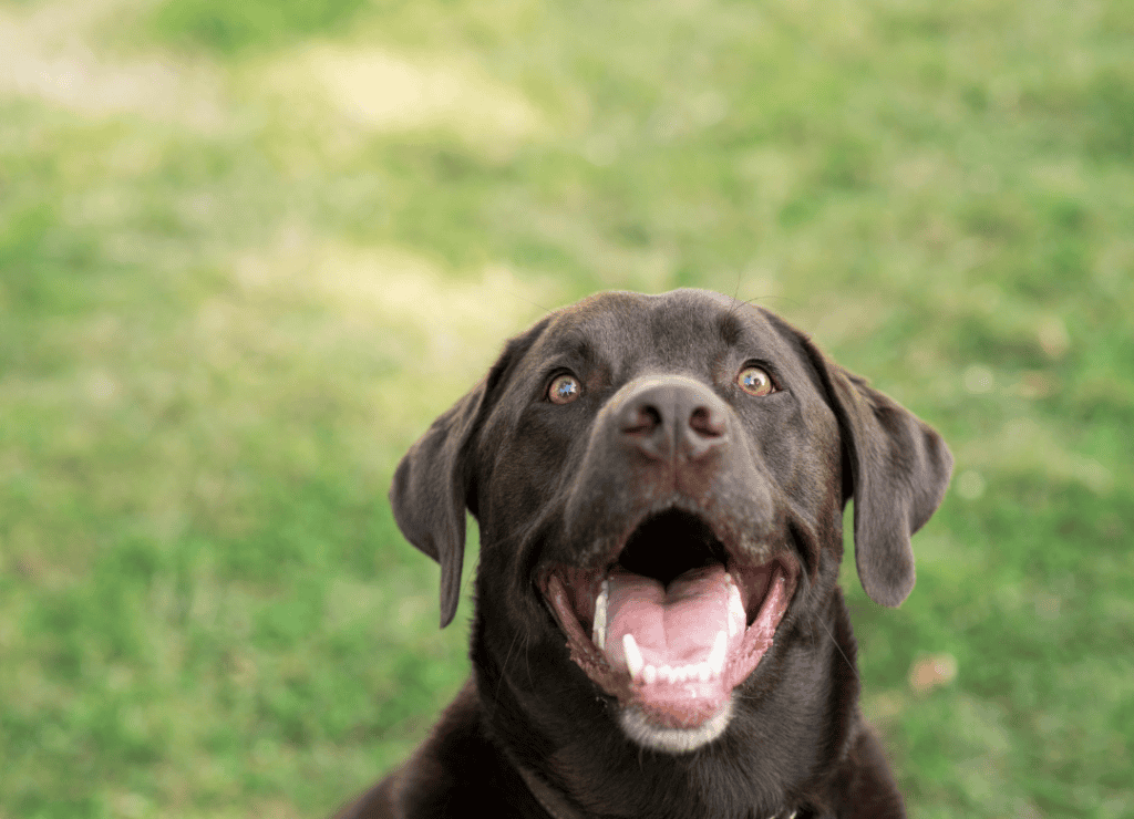a lab smiles to prove he doesn't have dog bad breath
