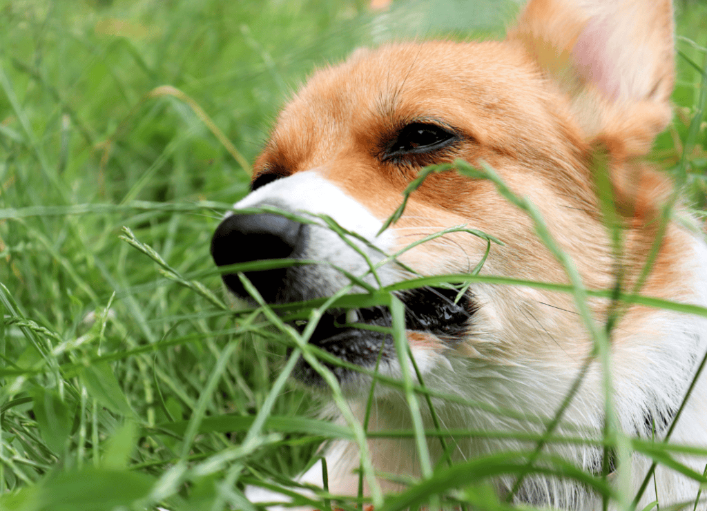 a corgi eats grass