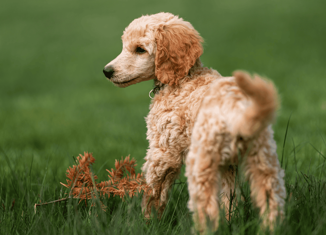 Why dogs kick after they poop is explained by this yellow poodle
