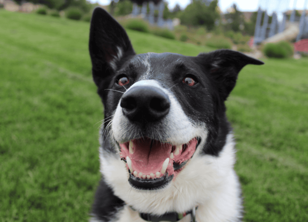 a black and white pup is happy to not have dog bad breath