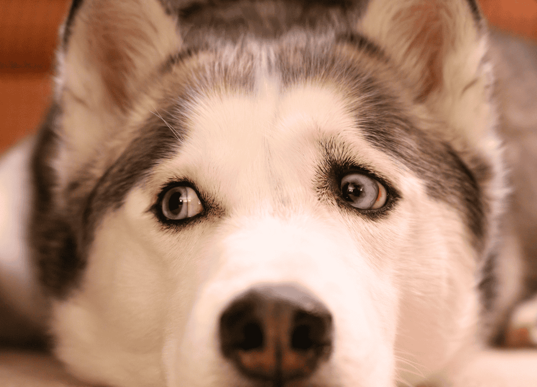 a husky gives a dog side eye