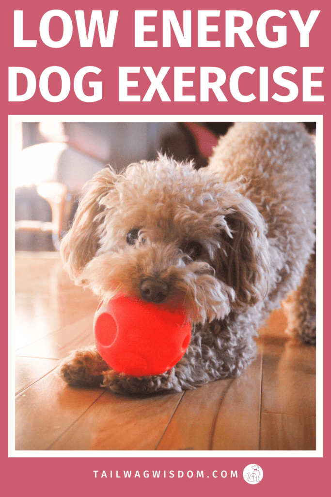 Sick or injured but still need to exercise your pup? Try these easy dog activities, simple dog enrichment, and smart dog care tips to keep your dog happy without overdoing it. For more great dog care tips, visit tailwagwisdom.com