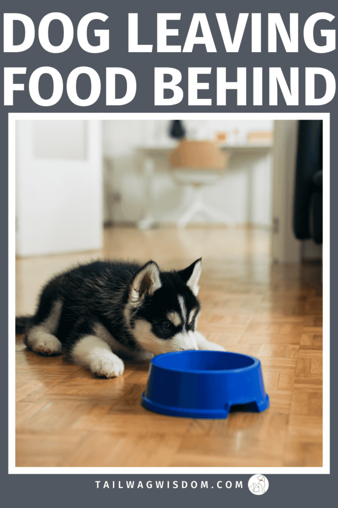 Is your pup suddenly uninterested in meals? Discover common causes of dog not finishing food along with practical dog remedies, smart pet care advice, and easy tips every dog mom should know. Visit tailwagwisdom.com for more dog care tips.