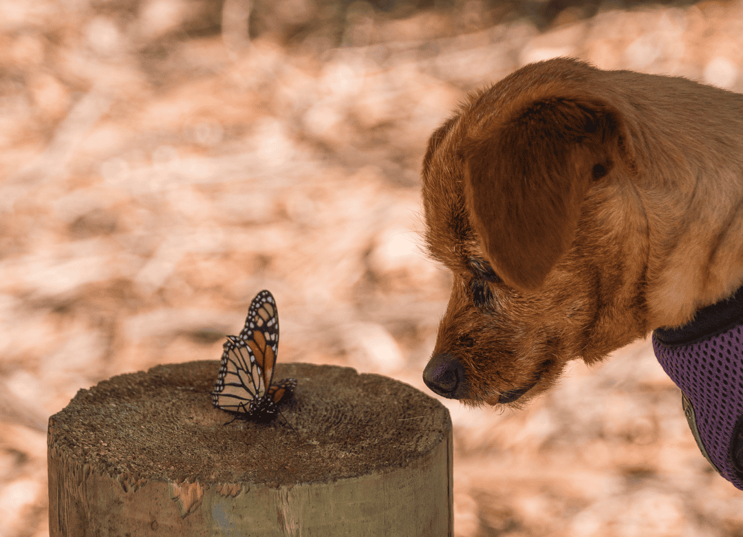 dogs are obsessed with bugs