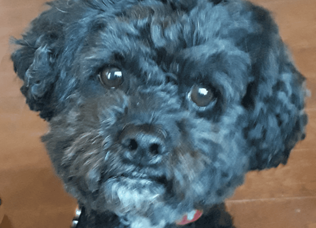 Henry knows that dogs can smell your emotions