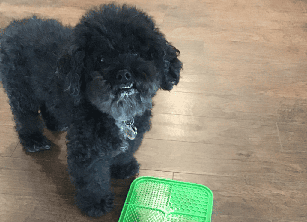 a frozen lick is a great way to exercise your dog when you're sick or injured
