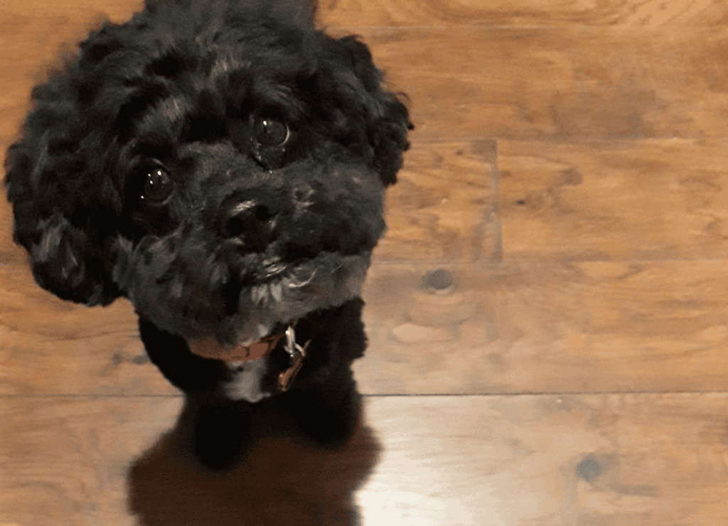 Henry knows Why Dogs Follow You Into the Bathroom