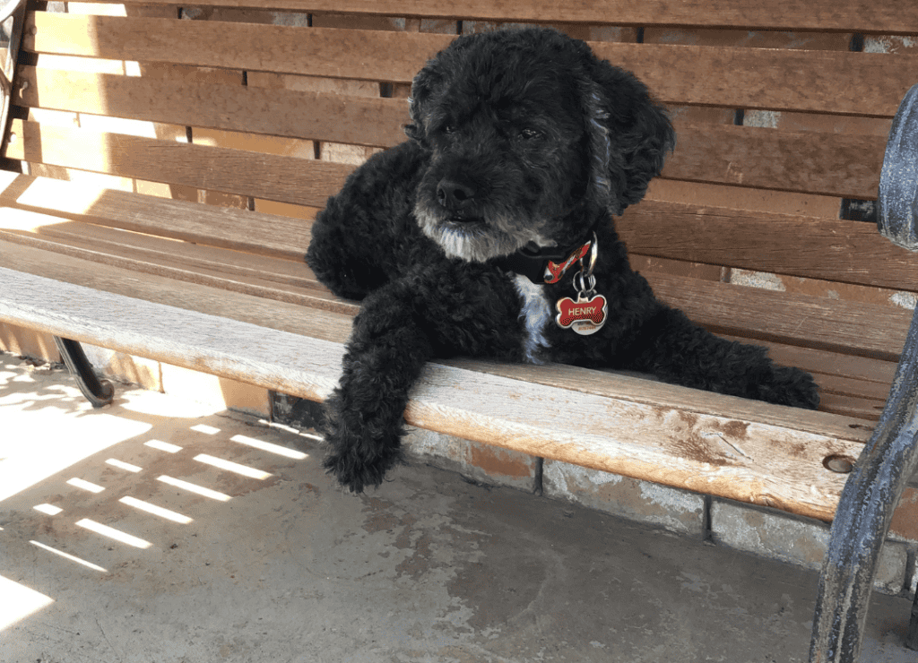 Henry enjoys a shady moment on a wooden bench