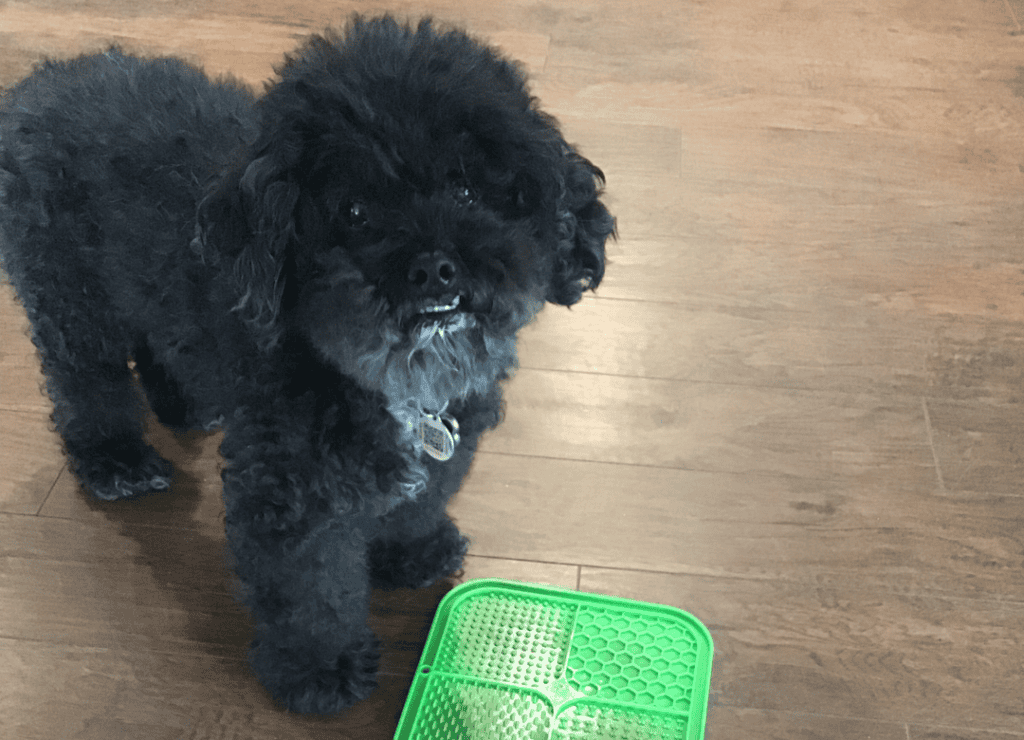 Henry loves eating from his lick mat