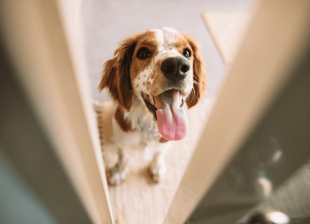 a brown and white dog peaks through the door as the owner wonders "Why Dogs Follow You Into the Bathroom"