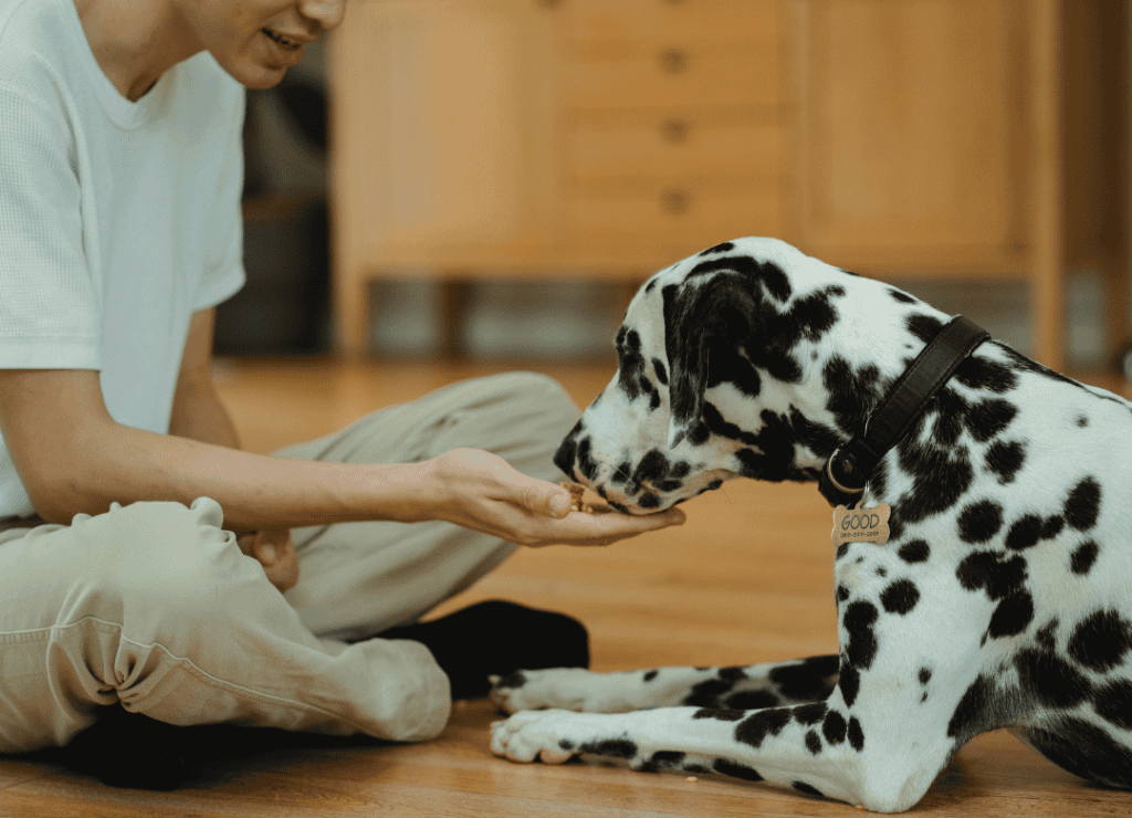 a dog gets cookies