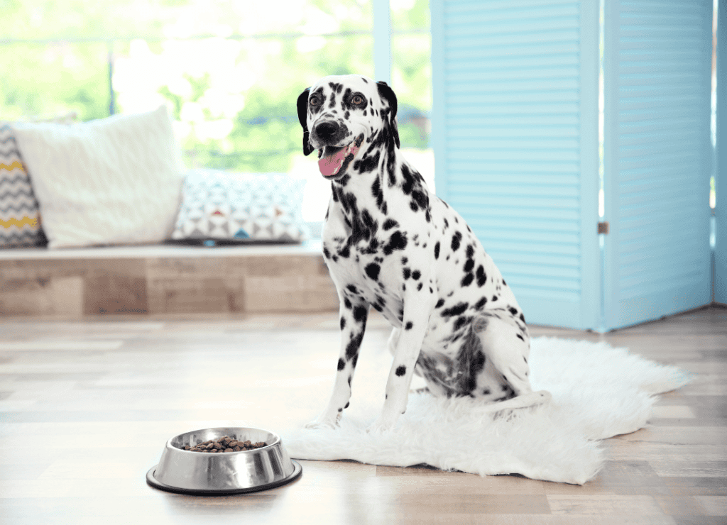 dog not finishing food and smiling on a white rug