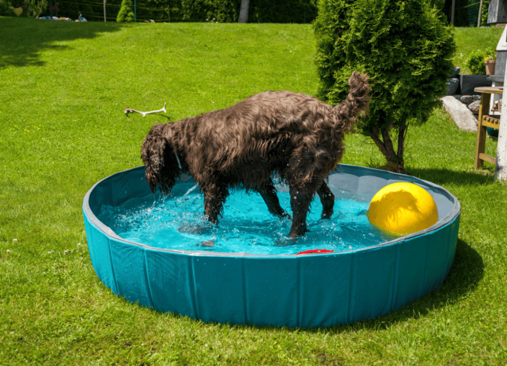 a brown dog enjoys a kiddie and knows the answer to whether dogs go in hot tubs safely?