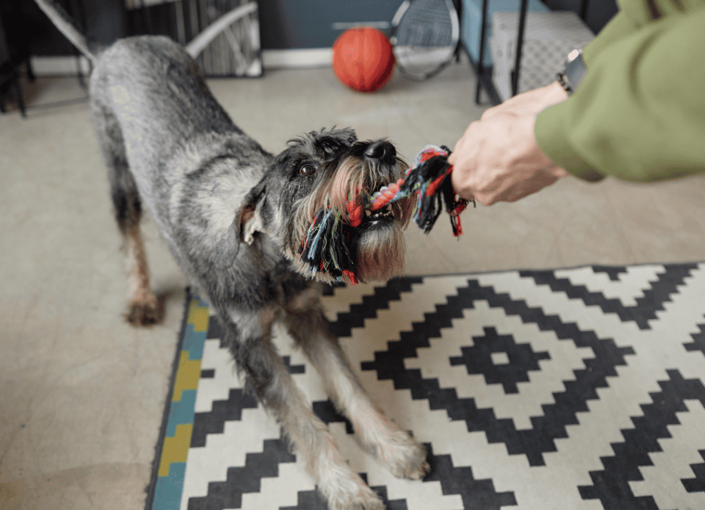 indoor fetching is one to exercise your dog when you're sick or injured