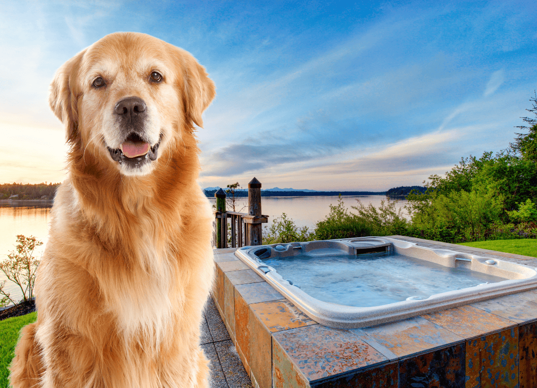 a senior Golden Retriever stands in front of a hot tub and wonders can dogs go in hot tubs