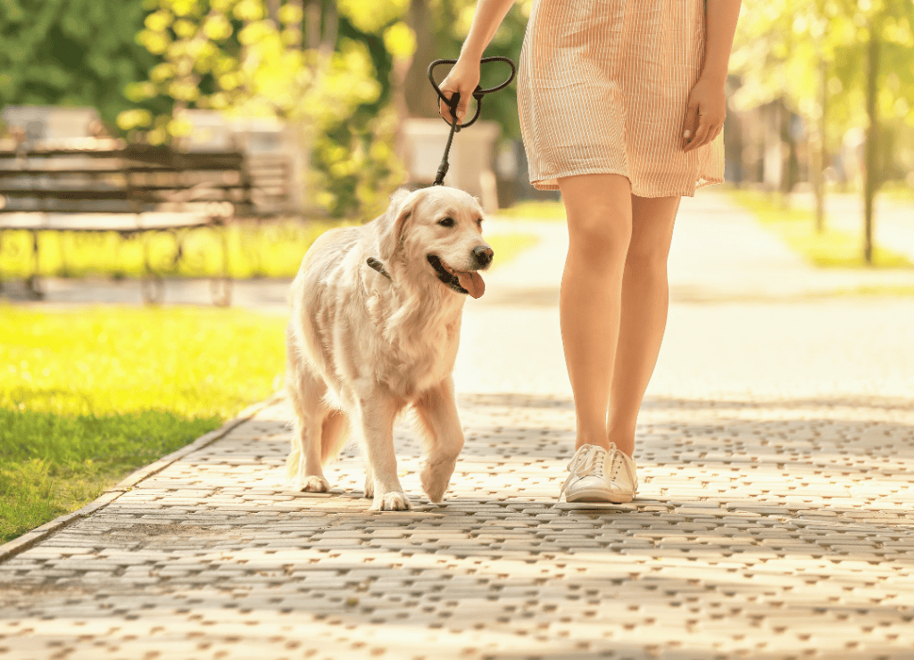 a slow sniff walk is a great way to exercise your dog when you're sick or injured