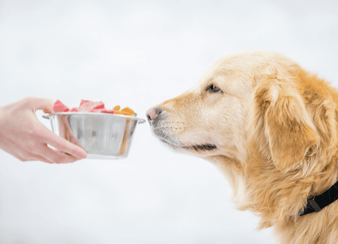 a senior golden retriever sniffs his food bowl