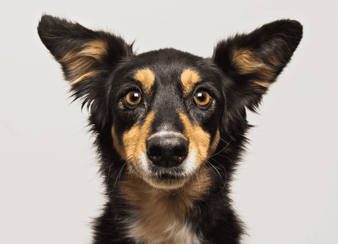 the look when dogs can smell your emotions