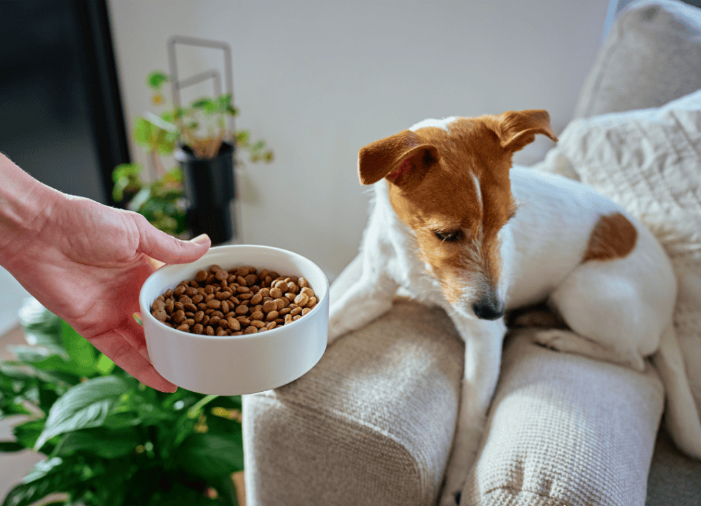 dog not finishing food can be a sign of other issues