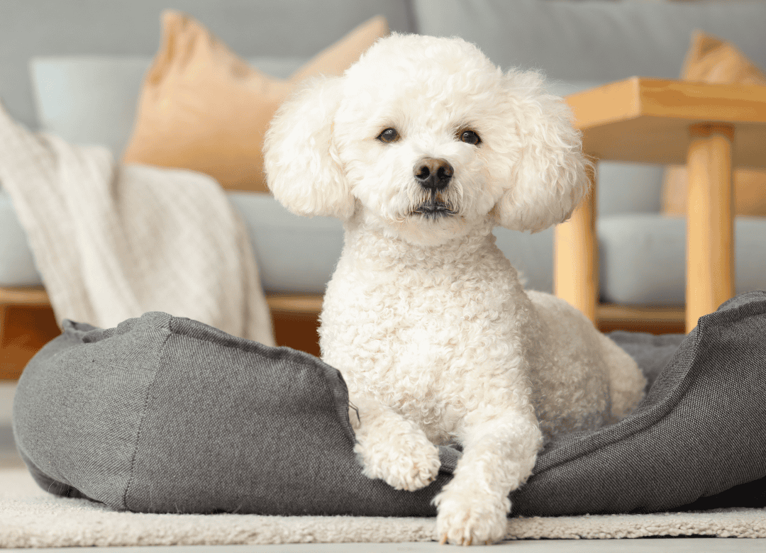 A white pup knows why dogs do that spin before lying down