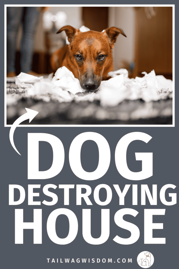Chewed furniture, shredded pillows, or scratched doors? Learn why dog destroying behavior happens and explore helpful dog training, dog exercise, and dog care tips to address the real cause. For more dog tips visit tailwagwisdom.com