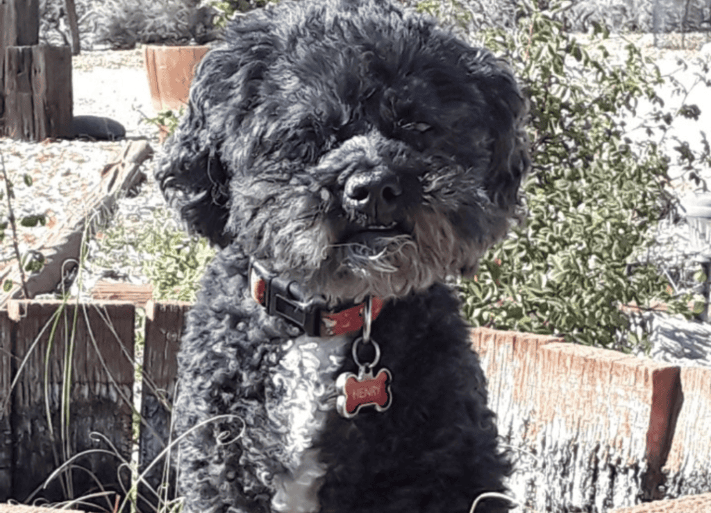 Henry sits in a flower pot and knows why a dog destroys house items